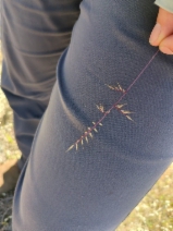 Festuca microstachys