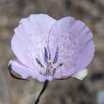 Calochortus splendens