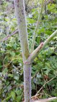 Conium maculatum