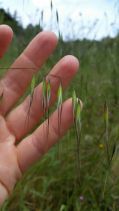 Avena sativa