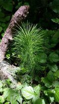 Equisetum arvense