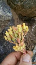 Sedum albomarginatum