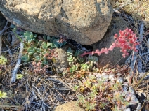 Sedum laxum ssp. eastwoodiae