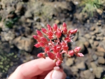 Sedum laxum ssp. eastwoodiae