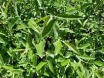 Salix breweri