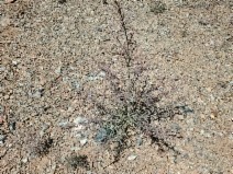 Cordylanthus pringlei