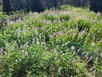 Lupinus latifolius