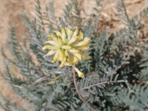 Astragalus asymmetricus