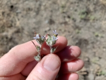 Eriastrum calocyanum