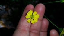 Anisocarpus madioides