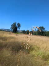 Poa pratensis