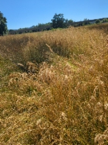 Poa pratensis