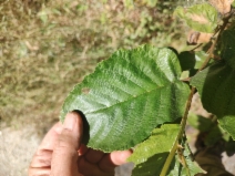 Alnus incana