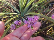 Monardella palmeri