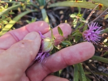 Monardella palmeri