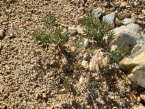 Dicentra formosa ssp. oregana