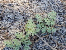 Lomatium howellii