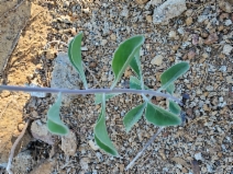 Streptanthus howellii
