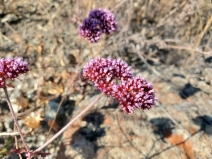 Chorizanthe palmeri