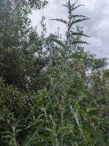 Urtica dioica ssp. holosericea