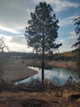 Pinus ponderosa var. pacifica
