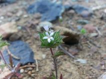 Navarretia rosulata