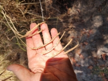 Paspalum dilatatum