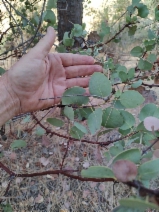 Arctostaphylos mewukka