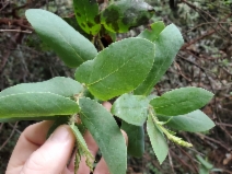 Arctostaphylos andersonii