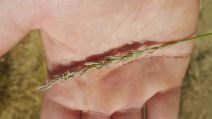 Elymus trachycaulus