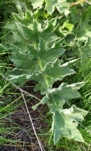 Cirsium fontinale var. campylon