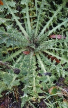 Cirsium fontinale var. fontinale