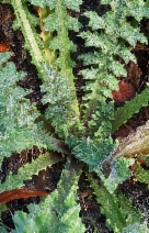 Cirsium fontinale var. fontinale