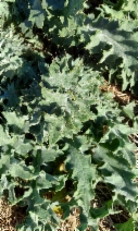Cirsium fontinale var. obispoense
