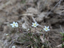 Spergularia macrotheca