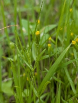 Lasthenia microglossa
