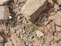 Minuartia cismontana