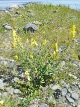 Linaria dalmatica ssp. dalmatica