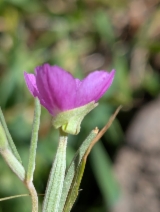 Clarkia affinis