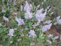 Ceanothus integerrimus var. macrothyrsus