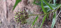 Asclepias asperula