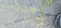Galium divaricatum
