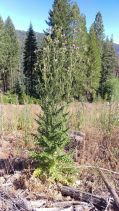 Carduus acanthoides