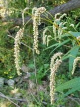 Persicaria lapathifolia