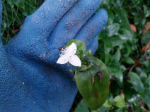 Tradescantia fluminensis